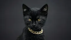 Collari per gatti: vantaggi, svantaggi e quando sono davvero necessari