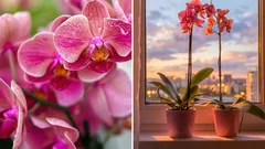 Come salvare un’orchidea morente: i giardinieri condividono metodi collaudati
