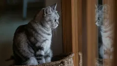 Per quanto tempo si può lasciare un gatto da solo in casa senza causargli stress?
