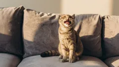 Perché il gatto miagola al mattino e vi sveglia: 5 motivi reali