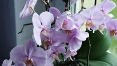 La tua orchidea crescerà rigogliosa e sana: 5 consigli di cura per principianti